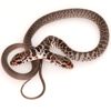 ABD nin Florida eyaletinde çift başlı yılan bulundu
