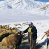 Çoban müzesi kurulacak