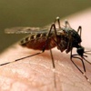 Amerika kıtası Zika virüsü tehdidi altında