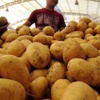 Kuraklık patates üreticisini etkilemedi Kuraklık patates üreticisini etkilemedi