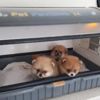 Bulgaristan'dan ülkeye kaçak sokulan 7 yavru köpekten 4'ü kuvöze alındı Bulgaristan'dan ülkeye kaçak sokulan 7 yavru köpekten 4'ü kuvöze alındı