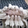 Anne köpek 10 yavrusunu aynı anda emzirdi Anne köpek 10 yavrusunu aynı anda emzirdi