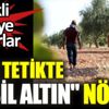 ﻿Eller tetikte 'yeşil altın' nöbeti