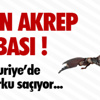 Kapı Dillerini Düşürerek Evleri Soydular Kapı Dillerini Düşürerek Evleri Soydular