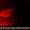 Bitkin halde bulunan kaya kartalı koruma altına alındı