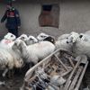 Çaldıkları koyunlarla yakalanan şüpheliler tutuklandı