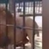 Video: Görevliye sinirlenen aslan affetmedi! Ziyaretçiler dondu kaldı Video: Görevliye sinirlenen aslan affetmedi! Ziyaretçiler dondu kaldı