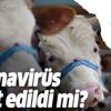 Kurbanlıklarda KOVID-19 tespit edildi mi? Kurbanlıklarda KOVID-19 tespit edildi mi?