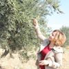 Zeytin sineğine karşı mücadele Zeytin sineğine karşı mücadele