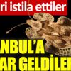 ﻿İstanbul’da 'dantel böcek' istilası