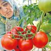 Rusya’ya domates ihracatı başladı