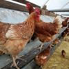 Avrupa'da zehirli madde içeren yumurtalar toplatıldı