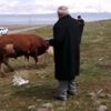 Ahırının en büyük tosununu bağışladı Ahırının en büyük tosununu bağışladı