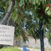 Bu notu gören kiraz yedi
