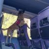 Jandarmadan narkotik köpekli denetim Jandarmadan narkotik köpekli denetim