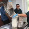 Kanadından yaralı pelikan tedaviye alındı
