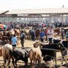 5 milyon hayvanla ‘Kurban’a hazırız