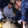 Hayvanlar için ultrason cihazı satın alındı Hayvanlar için ultrason cihazı satın alındı