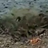 Video: Binlerce Balığın Yem Savaşı