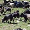 Sürüye yıldırım düştü Sürüye yıldırım düştü