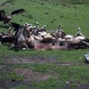 Din dersinde akbabaların ceset yiyen görüntülerini izleten öğretmene inceleme Din dersinde akbabaların ceset yiyen görüntülerini izleten öğretmene inceleme