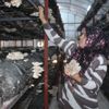 28 yaşındaki Ayşe yüzde 100 hibe aldı, 950 kilo mantar hasadı yaptı
