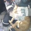 Depremde enkaz altında kalan kedi kurtarıldı
