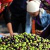 Zeytincinin karşısına muhtarları çıkardılar Zeytincinin karşısına muhtarları çıkardılar