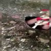 Muğla foseptik çukuruna düşen yavru köpekler kurtarıldı Muğla foseptik çukuruna düşen yavru köpekler kurtarıldı