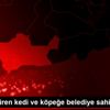 Kaza geçiren kedi ve köpeğe belediye sahip çıktı Kaza geçiren kedi ve köpeğe belediye sahip çıktı