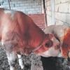 Süt hırsızı boğa çıktı Süt hırsızı boğa çıktı