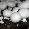 Mantar DNA'sında yeni antibiyotik üretim potansiyeli keşfedildi Mantar DNA'sında yeni antibiyotik üretim potansiyeli keşfedildi