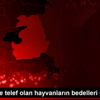 Depremde telef olan hayvanların bedelleri ödenecek Depremde telef olan hayvanların bedelleri ödenecek