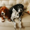 Yeni köpek ve evdeki kıdemli dostlarımız Yeni köpek ve evdeki kıdemli dostlarımız