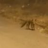Ormanlık alandan indi böyle görüntülendi Ormanlık alandan indi böyle görüntülendi