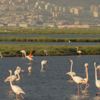 İzmir'e "Flamingo Doğa Parkı" kuruluyor