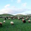 Hayvan yetiştiricilerinden, atıl hazine arazilere ... Hayvan yetiştiricilerinden, atıl hazine arazilere ...