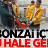 Bonzai Hastanelik Etti Bonzai Hastanelik Etti