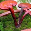 Reishi Mantarı Faydaları Nelerdir? Reishi (Ölümsüzlük) Mantarı Nasıl Kullanılır? Reishi Mantarı Faydaları Nelerdir? Reishi (Ölümsüzlük) Mantarı Nasıl Kullanılır?