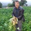 Tokat'ta beyaz patates hasadı başladı