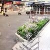 Şehre inen ayı ve yavrularını polis kovaladı