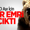 Kastamonu'da Ceset Yiyen Ayı İçin Vur Emri Verildi