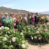 Sakız koyunu dağıtımlarında kadınlara öncelik verildi Sakız koyunu dağıtımlarında kadınlara öncelik verildi