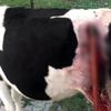 Bunun adı vicdansızlık, kaybolan ineğinin kalçasına balta saplanmış Bunun adı vicdansızlık, kaybolan ineğinin kalçasına balta saplanmış