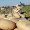 Domates ve patates fiyatları sabit tutulacak Domates ve patates fiyatları sabit tutulacak