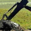 Kocaeli’de domuz gribinden ölüm Kocaeli’de domuz gribinden ölüm