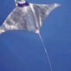 Gökçeada'da manta vatozu görüntülendi Gökçeada'da manta vatozu görüntülendi