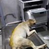 Video: Sokak köpeğini hedef tahtası yaptılar Video: Sokak köpeğini hedef tahtası yaptılar