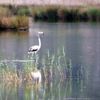 Demre de flamingo heyecanı