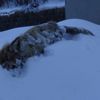 Kars'ın soğuğuna dayanamayan tilki dondu Kars'ın soğuğuna dayanamayan tilki dondu